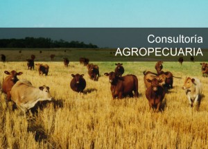 rabbuffetti_consultoria_agropecuaria